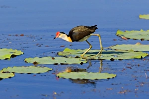 Comb-crested Jacana - adult walks over Lotus Lilys leaves on a pond foraging Comb-crested Jacana - adult walks over Lotus Lilys leaves on a pond foraging