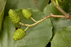 Common Alder Tree Prints: Common alder: cones