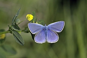 Common Blue - feeding on Hop Trefoil (Trifolium campestre) Common Blue - feeding on Hop Trefoil (Trifolium campestre)