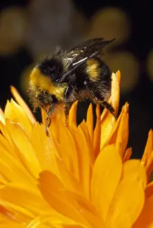 Bombus Terrestris Images Prints: Common Bumblebee - UK