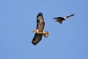 Common Buzzard - adult in flight soaring with red kite (Milvus milvus) in background Common Buzzard - adult in flight soaring with red kite (Milvus milvus) in background
