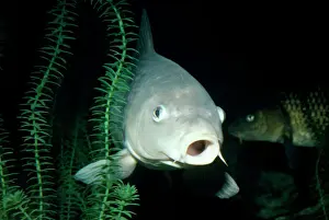 Wildlife Photography Prints: Common Carp