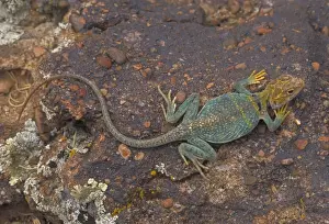 Desert Lizard Species Prints: Common Collared Lizard - Colorado