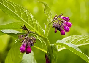 Organic Gardening Tips Prints: Common Comfrey - purple form