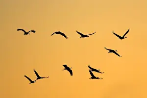 Common Crane Silhouette Prints: Common Crane