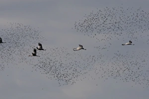 Common Crane - in flight with Wood Pigeons & Doves in the background Common Crane - in flight with Wood Pigeons & Doves in the background