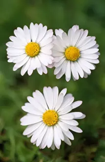 Common Daisy Images Prints: Common Daisy