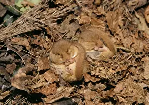 Ardea Wildlife Photography Prints: Common Dormouse - 2 hibernating