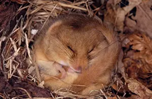 Hazel Dormouse Pictures Prints: Common Dormouse - Hibernating