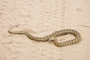 African Wildlife Photography Prints: Common Egg-eater Snake basking in roadway