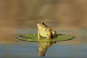 Common Frog - on lily pad - with reflection Common Frog - on lily pad - with reflection