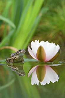 Images Dated 17th June 2007: Common frog – on lily pad with reflection Bedfordshire UK 004727