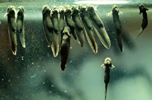 Common Frog - Tadpoles, newly hatched Common Frog - Tadpoles, newly hatched