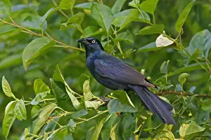 Wildlife Photography Prints Online Prints: Common Grackle