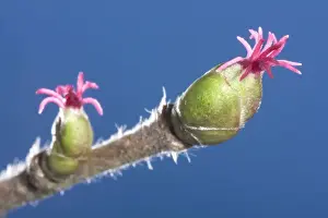 Corylus Avellana Images Prints: Common Hazel - catkins