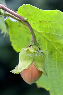 Images Dated 2007 October: Common Hazel - hazelnut Print