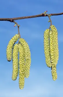 Common Hazel Tree Prints: Common Hazel Tree - catkins