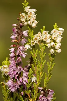 Common Heather Species Prints: Common heather, or ling, in flower, with normal and white forms