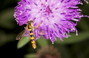 Common Hoverfly - male on knapweed flower Common Hoverfly - male on knapweed flower