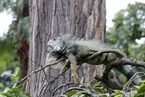 M Watson Photography Prints: Common Iguana