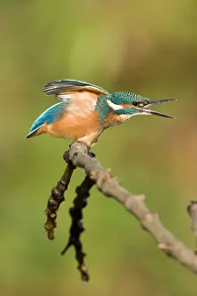 Kingfisher Juvenile Print - River Leven, Cleveland UK