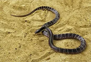 Prints of MK-92 COMMON KRAIT SNAKE Bungarus caeruleus M. Krishnan Blue Krait Prints: Common Krait Snake Print MK-92