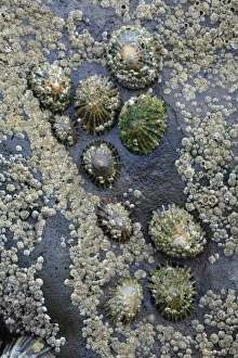 Common Limpets and Common Rock Barnacles (Balanus balanoides) - on seashore rock Common Limpets and Common Rock Barnacles (Balanus balanoides) - on seashore rock