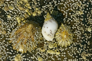 Common limpets, dogwhelk and acorn barnacles on a rock at low tide Common limpets, dogwhelk and acorn barnacles on a rock at low tide