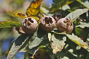 Mespilus Germanica Prints: Common Medlar