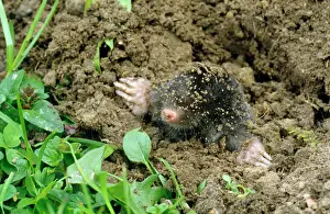 Common Mole Emerging from Ground Print