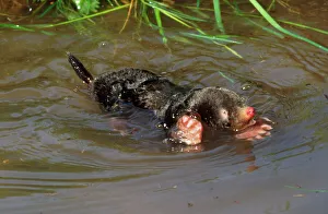 Common Mole - swimming in river Common Mole - swimming in river