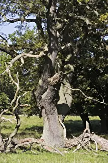 Oak Tree Prints: Common Oak Tree