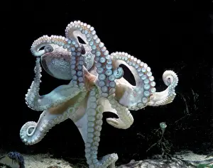 Prints of LA-1499 Common OCTOPUS Distribution: Found Worldwide in tropical, subtropical and temperate waters Mollusk Prints: Common Octopus Print, LA-1499