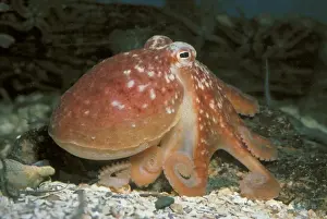 Common Octopus Print, PM-8800