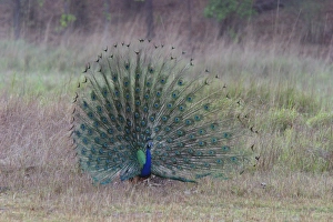 Common Peacock / Peafowl - male displaying tail plumage Common Peacock / Peafowl - male displaying tail plumage
