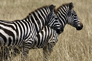 Common / Plains / Burchells Zebra Common / Plains / Burchells Zebra