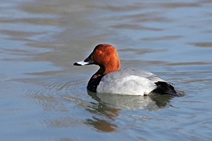 Common Pochard - male Common Pochard - male