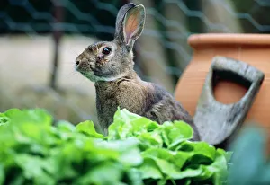 Common Rabbit - in vegetable garden Common Rabbit - in vegetable garden