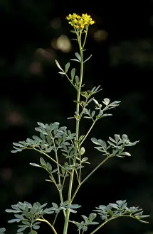 Herb Garden Plants Prints: Common Rue