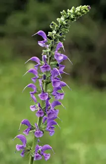 Herb Garden Photos Prints: Common sage