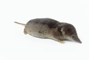 John Daniels Photographer Prints: Common Shrew