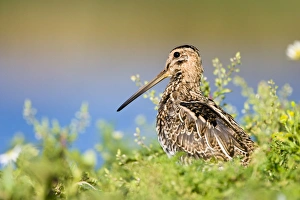 Common Snipe - Water-level perspective of the bird roosting on a small island in a Common Snipe - Water-level perspective of the bird roosting on a small island in a