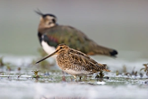 Common Snipe - Water-level perspective of the bird roosting in the shallows of a Common Snipe - Water-level perspective of the bird roosting in the shallows of a