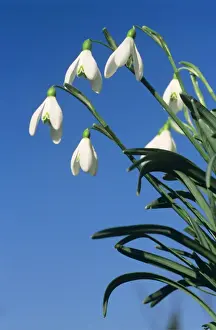 Johan De Meester Photography Prints: Common Snowdrop
