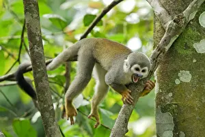 Iquitos Peru Wildlife Prints: Common Squirrel Monkey - Iquitos - Peru