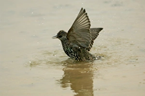 Common Starling - bathing in puddle Common Starling - bathing in puddle