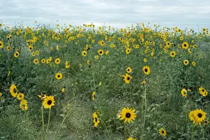 Field Flowers Prints: Common Sunflower