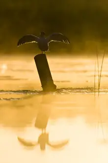 Common Tern Print: Silhouette of bird in mid-flight, perched on a perch