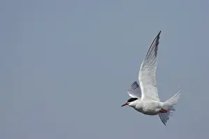 Bird Photography Prints For Sale Prints: Common Tern - In flight Minsmere, Suffolk, UK BI009861