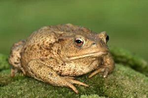 Images Dated 15th June 2003: Common Toad Alsace, France